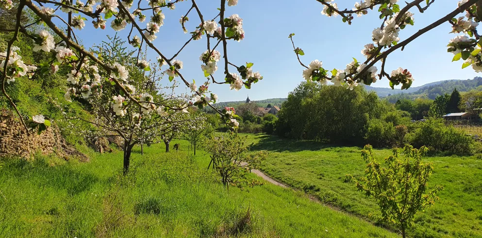 Obstblüten bei Leistadt