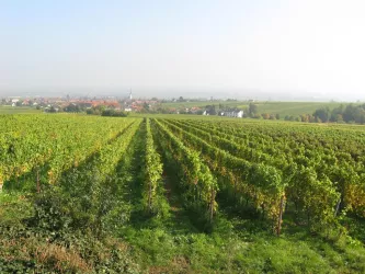 Blick über die Weinberge (© Büro für Tourismus Maikammer)