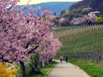 Mandelblüte in Neustadt (© Rolf Schädler)