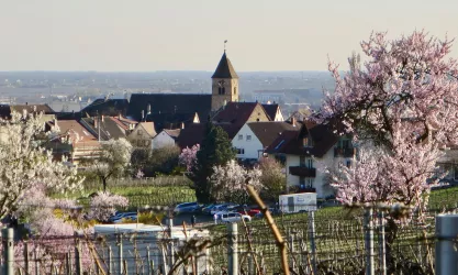 Foto Mandelblüte mit Kirche GiDi