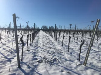 Weinberg im Schnee (© PFÄLZER-verFÜHRUNGEN G.Stübinger-Kohls)