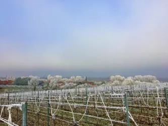 Winterlandschaft (© PFÄLZER-verFÜHRUNGEN G.Stübinger-Kohls)