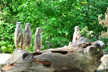 Erdmännchen im Tiergarten (© Tiergarten Worms)