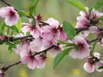 Mandelblüte (© Urlaubsregion Freinsheim)