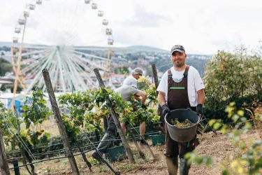 Im Weinberg während des Wurstmarkts