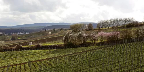 Trockenmauer Mandelblüte weiß-rosa (© Stad Bad Dürkheim)