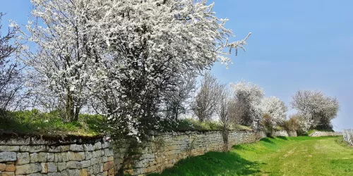 Trockenmauer Mandelblüte weiß