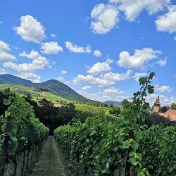 Weinbergwanderung-1-Wilhelmshof-Bio-Weingut-Sektgu