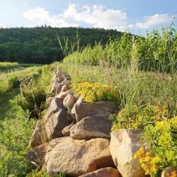 Kraeuterwanderung-Sektgut-Weingut-Wilhelmshof-Bio-