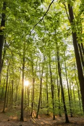 Wald Vogelwoog Kaiserslautern (© Pfalz.Touristik e.V.- Foto: Dominik Ketz)