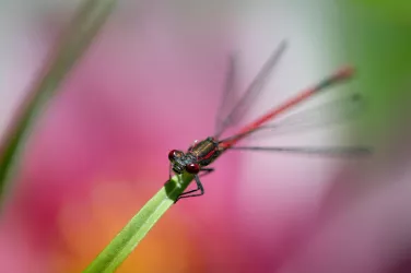 Adonislibelle (© Andrea-Aeckerle-Muelle)