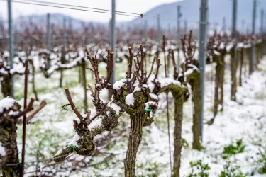 Weinberge im Schnee