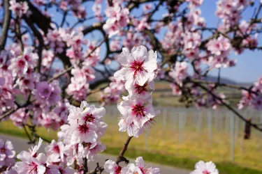 Mandelblüte 1 (© TI Wachenheim)