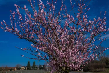 Mandelblüte 4 (© TI Wachenheim)