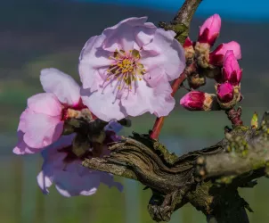 Mandelblüte 5 (© TI Wachenheim)