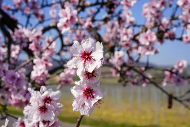 Pfälzer Mandelliebe 1