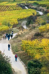 Weinbergswanderung