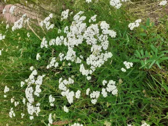 EINFÜHRUNG HEILKRÄUTERKUNDE / PHYTOTHERAPIE