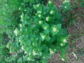 EINFÜHRUNG HEILKRÄUTERKUNDE / PHYTOTHERAPIE