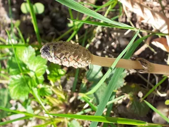 Gemeinsames Kochen mit Wildkräutern