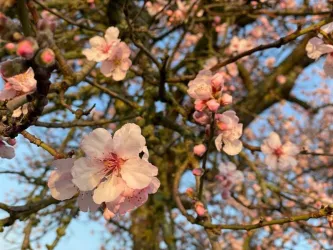 Mandelblüte