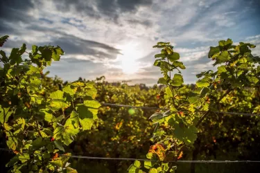 Weinberge (© Verein SÜW Edenkoben, T. Kujat)