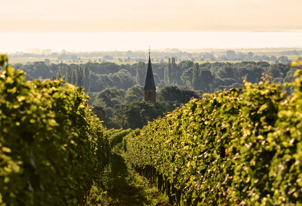 Weinlandschaft bei Forst im Spätsommer