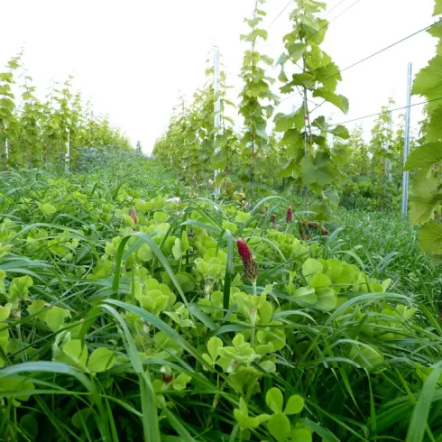 Weingut Jens Christmann Bild 1